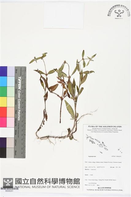 登錄號:BS06291藏品圖，第1張