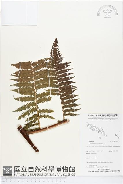 黃腺羽蕨藏品圖，第1張