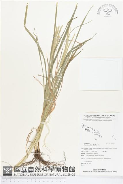 牛筋草藏品圖，第1張