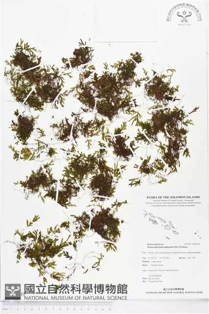 指裂細口團扇蕨藏品圖，第1張