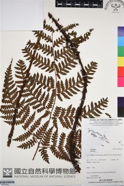 登錄號:BP03291藏品圖，第1張