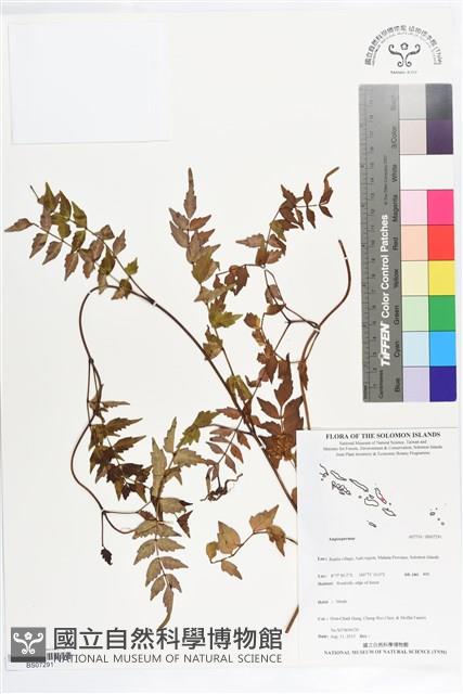 登錄號:BS07291藏品圖，第1張