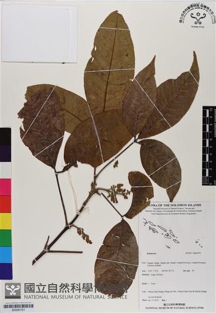登錄號:BS06791藏品圖，第1張