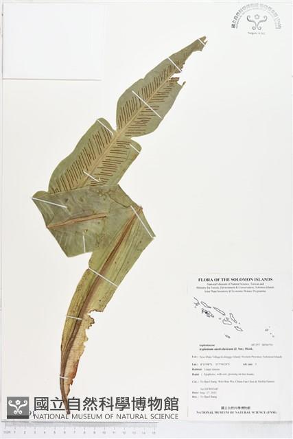 南洋山蘇花藏品圖，第1張