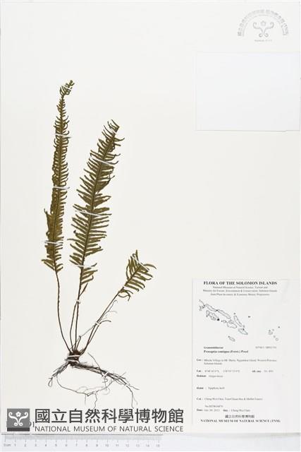 穴子蕨藏品圖，第1張