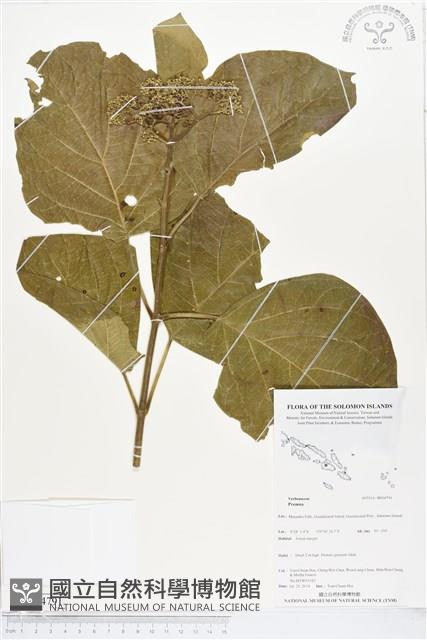 登錄號:BS04791藏品圖，第1張