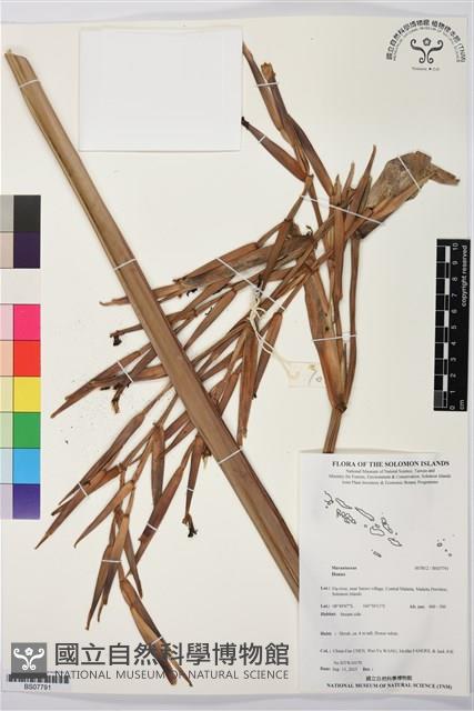 登錄號:BS07791藏品圖，第1張