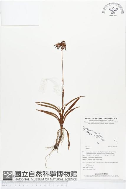 登錄號:BS02591藏品圖，第1張