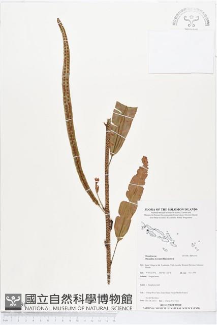 登錄號:BP01591藏品圖，第1張