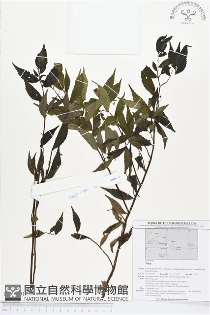 登錄號:BS01591藏品圖，第1張