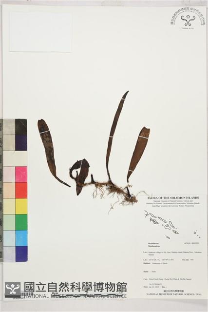 登錄號:BS05591藏品圖，第1張