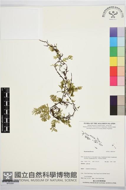 Accession Number:BP03591 Collection Image