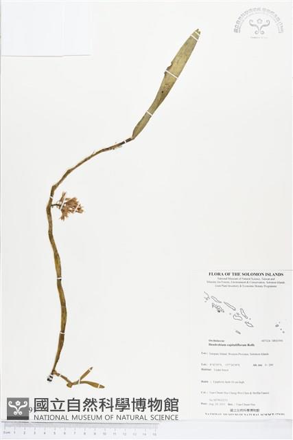 登錄號:BS03591藏品圖，第1張