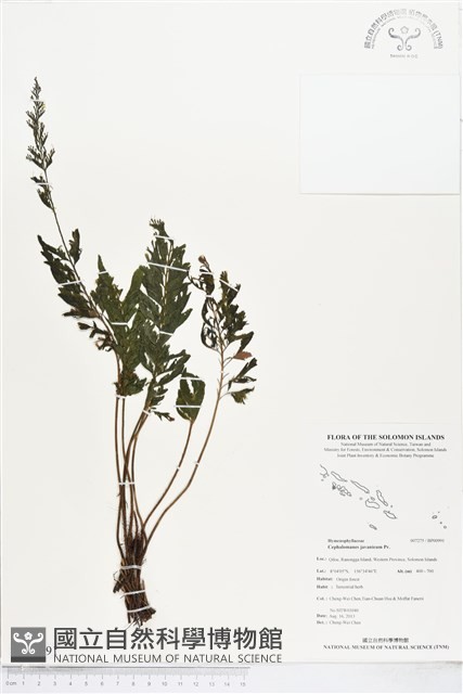 菲律賓厚葉蕨藏品圖，第1張