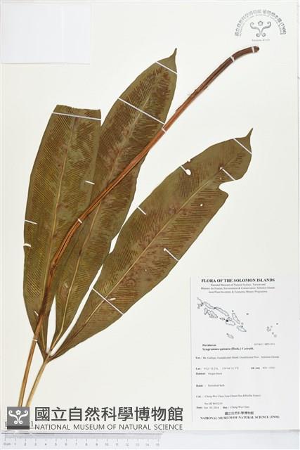 登錄號:BP01991藏品圖，第1張