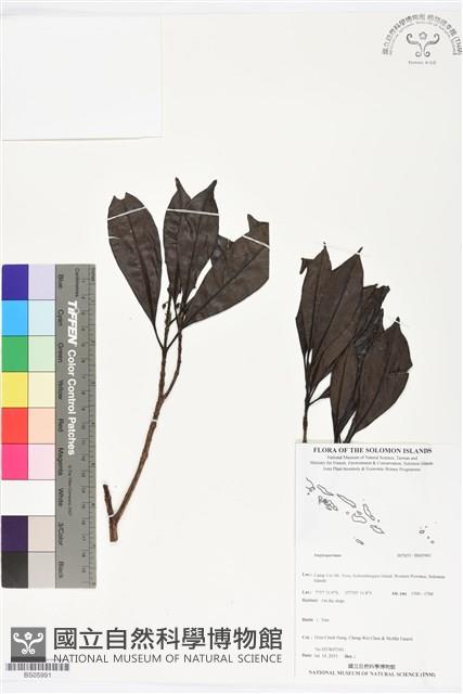 登錄號:BS05991藏品圖，第1張