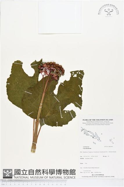 登錄號:BS04991藏品圖，第1張