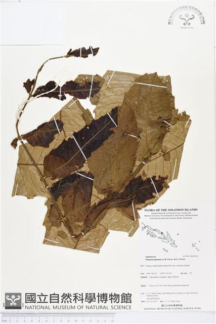 番龍眼藏品圖，第1張