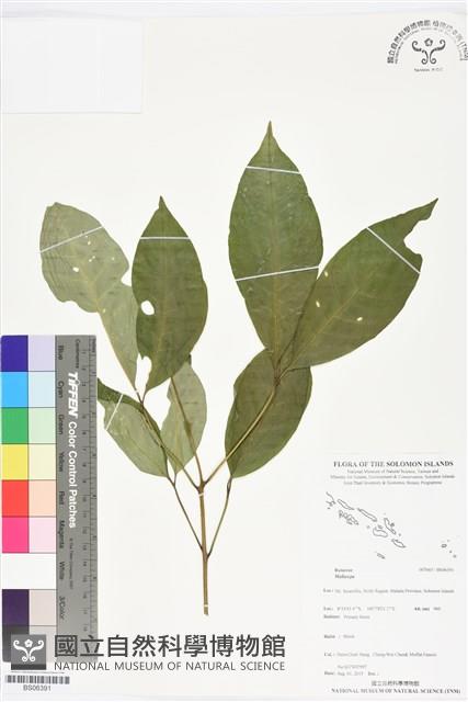 登錄號:BS06391藏品圖，第1張