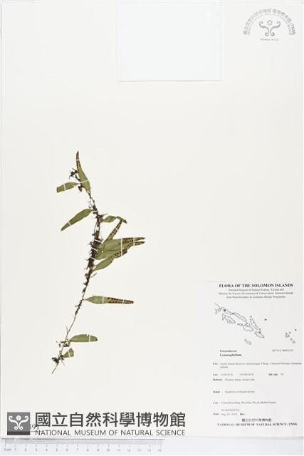 登錄號:BP02391藏品圖，第1張