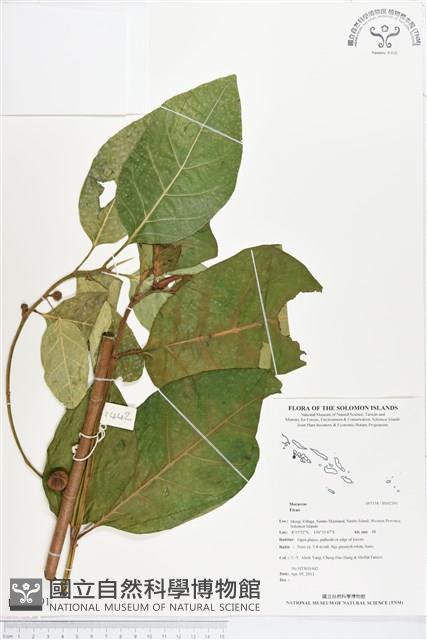 登錄號:BS02391藏品圖，第1張