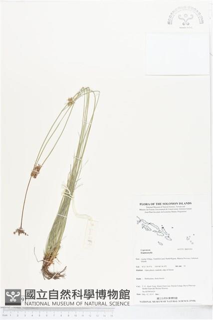 登錄號:BS05391藏品圖，第1張