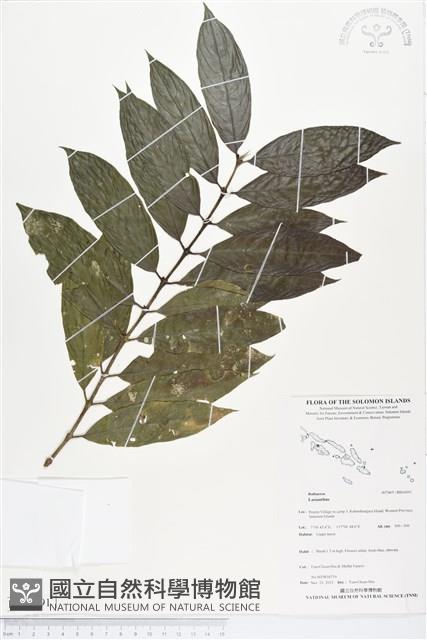 登錄號:BS04391藏品圖，第1張