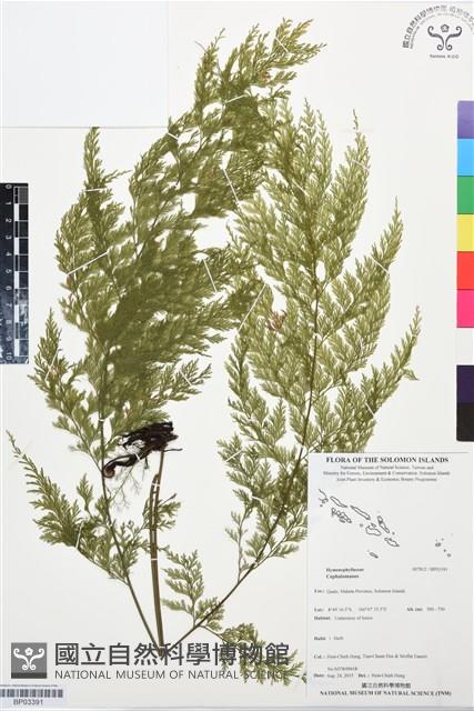 登錄號:BP03391藏品圖，第1張