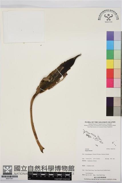 Accession Number:BS07391 Collection Image