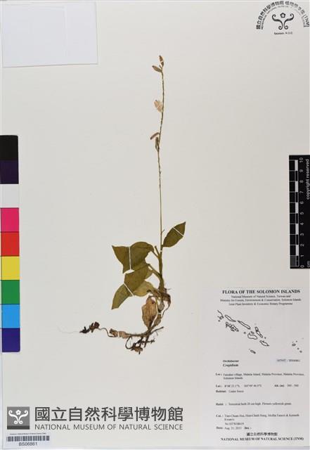 登錄號:BS06861藏品圖，第1張