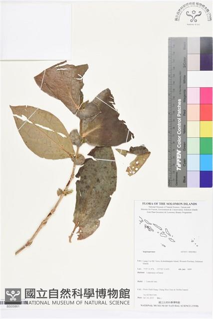 登錄號:BS05861藏品圖，第1張