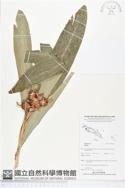 登錄號:BS04061藏品圖，第1張