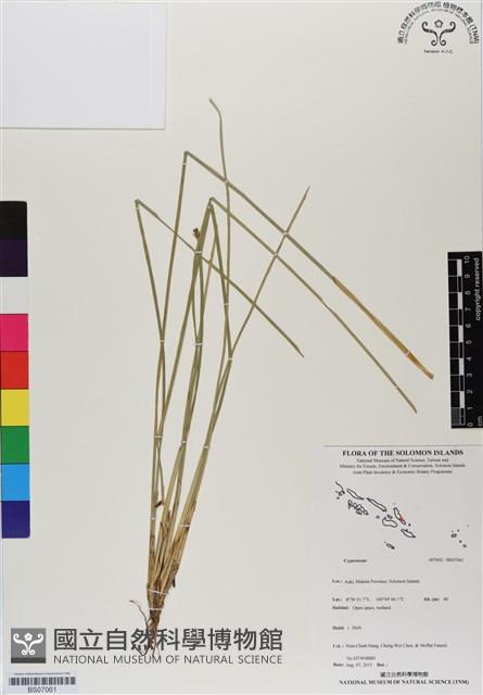 登錄號:BS07061藏品圖，第1張
