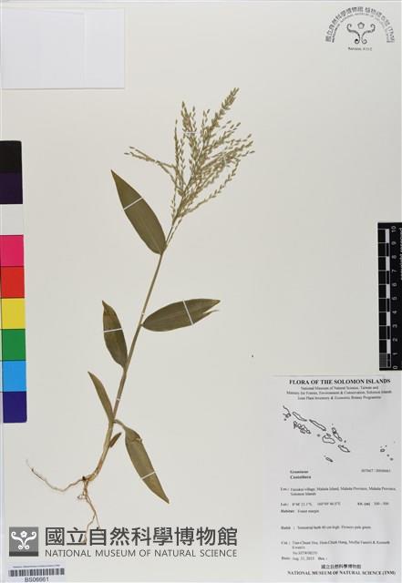 登錄號:BS06661藏品圖，第1張