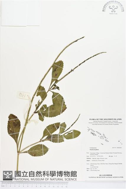 登錄號:BS02661藏品圖，第1張