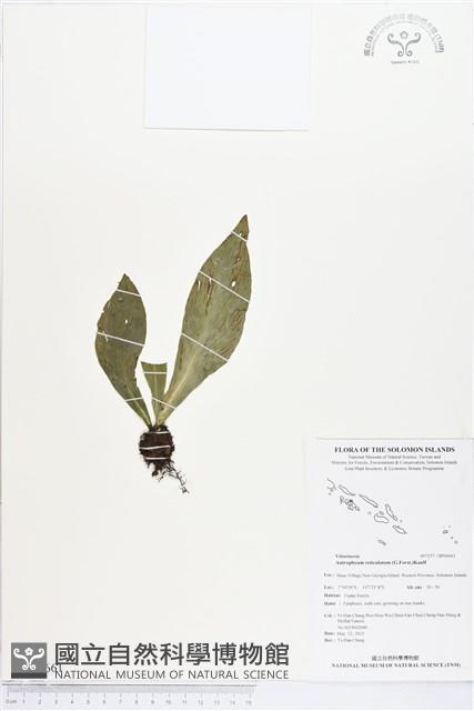 登錄號:BP00661藏品圖，第1張