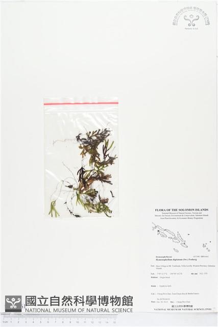 指裂細口團扇蕨藏品圖，第1張