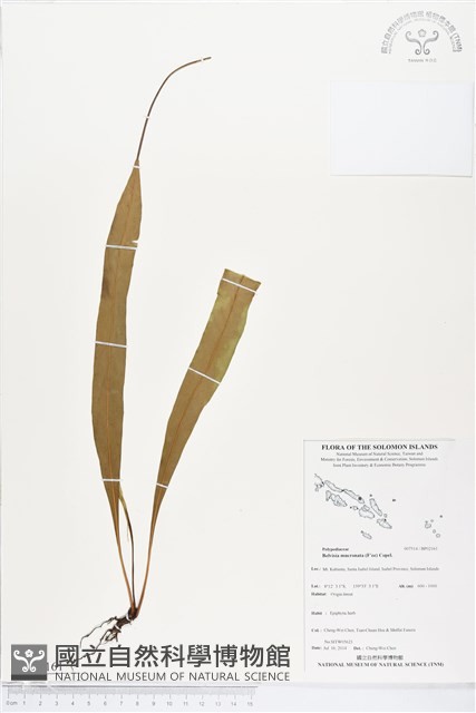 尖嘴蕨藏品圖，第1張