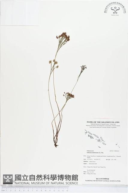 分枝莎草蕨藏品圖，第1張