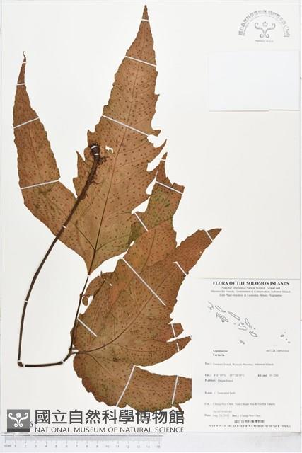 登錄號:BP01161藏品圖，第1張