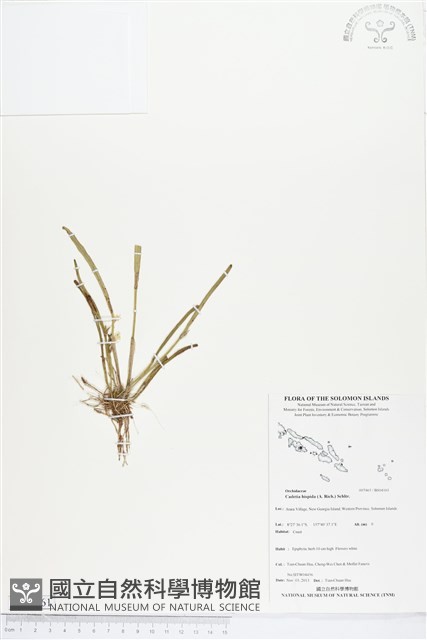 登錄號:BS04161藏品圖，第1張