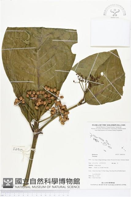 登錄號:BS03161藏品圖，第1張