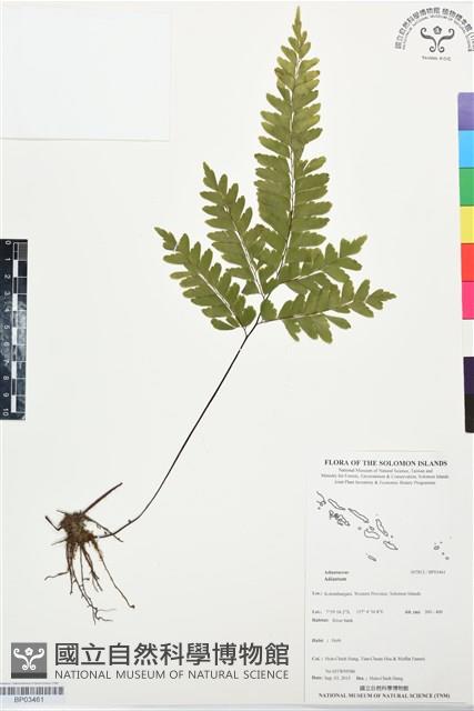 登錄號:BP03461藏品圖，第1張