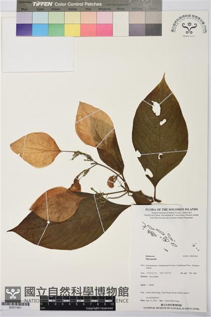 登錄號:BS07461藏品圖，第1張