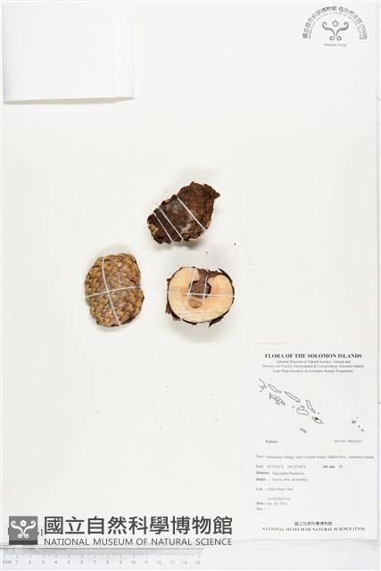 登錄號:BS02261藏品圖，第1張