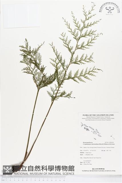 Accession Number:BP00261 Collection Image