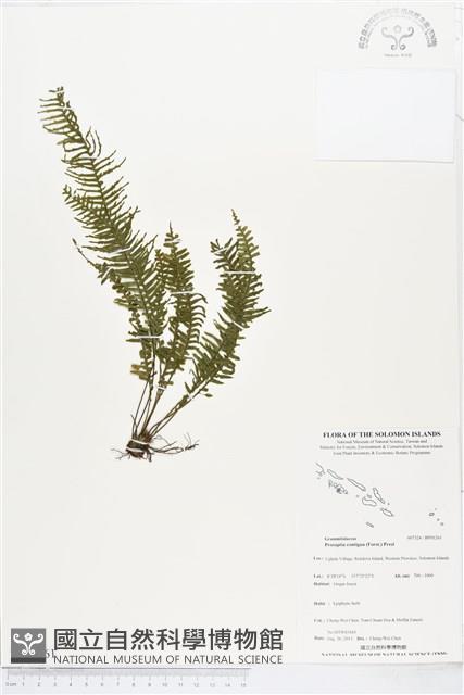 穴子蕨藏品圖，第1張