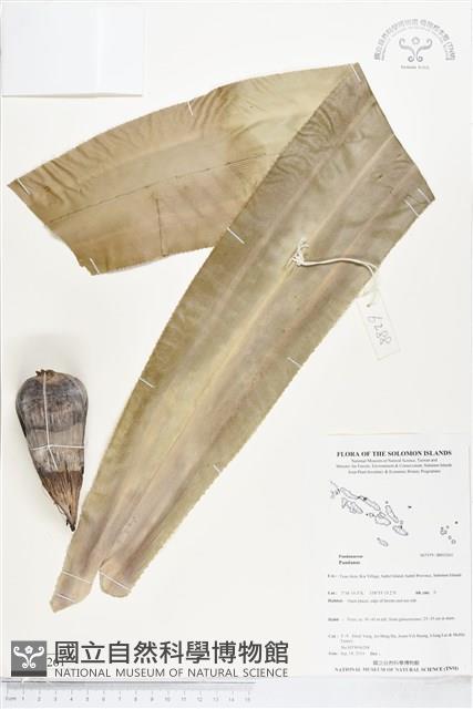 登錄號:BS05261藏品圖，第1張