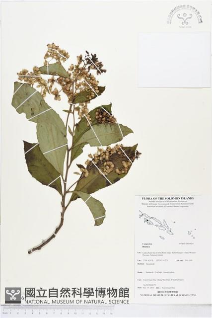 登錄號:BS04261藏品圖，第1張