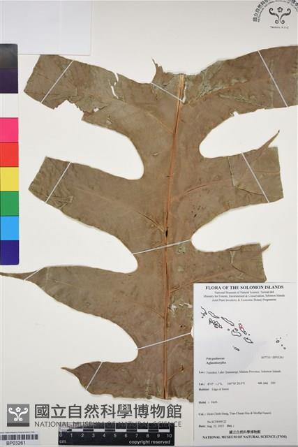 登錄號:BP03261藏品圖，第1張